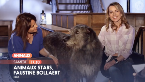 Faustine Bollaert invitée du nouveau numéro de l'émission "Animaux Stars" présentée par Bernard Montiel sur la chaîne Animaux