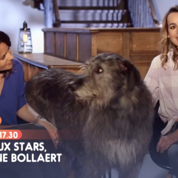 Faustine Bollaert invitée du nouveau numéro de l'émission "Animaux Stars" présentée par Bernard Montiel sur la chaîne Animaux