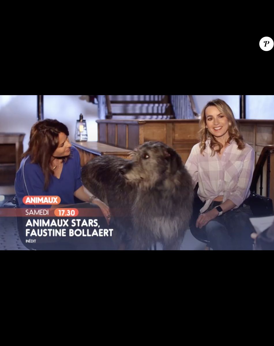 Faustine Bollaert invitée du nouveau numéro de l'émission "Animaux Stars" présentée par Bernard Montiel sur la chaîne Animaux