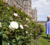 La reine Elisabeth II reçoit des mains de Keith Weed, président de la Société Royale d'Horticulture, la rose "Duke of Edimburgh" au château de Windsor. Le 9 juin 2021