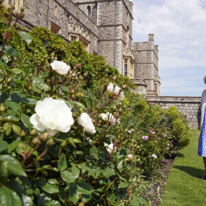 La reine Elisabeth II reçoit des mains de Keith Weed, président de la Société Royale d'Horticulture, la rose "Duke of Edimburgh" au château de Windsor. Le 9 juin 2021