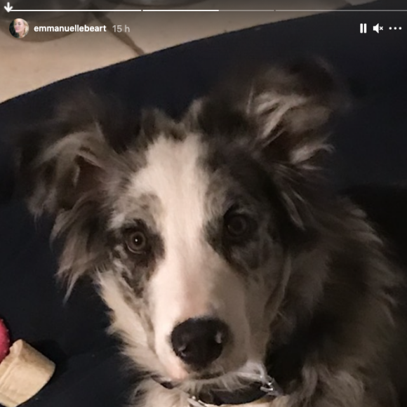 Emmanuelle Béart s'inquiète de la disparition de son chiot, sur Instagram le 4 août 2021.