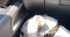 Lou Doillon et son fidèle compagnon en route pour Marseille. Août 2021