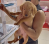 Benjamin Samat offre un chien à Maddy Burciaga pour leur 1 an ensemble - Instagram