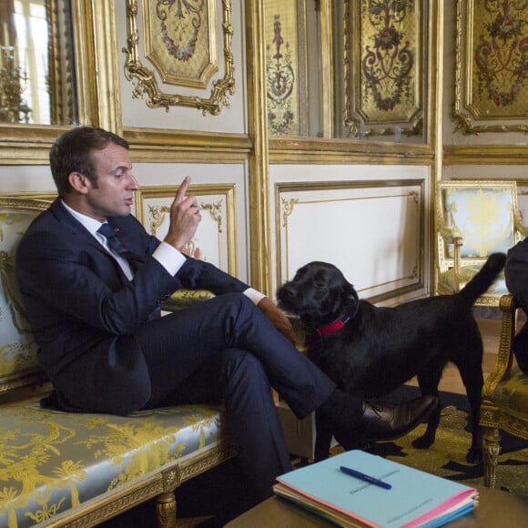 Le président Emmanuel Macron et le chien Nemo lors d'un entretien avec Sigmar Gabriel, le vice chancelier allemand au palais de l'Elysée à Paris le 30 août 2017. © Romain Beurrier / Pool / Bestimage