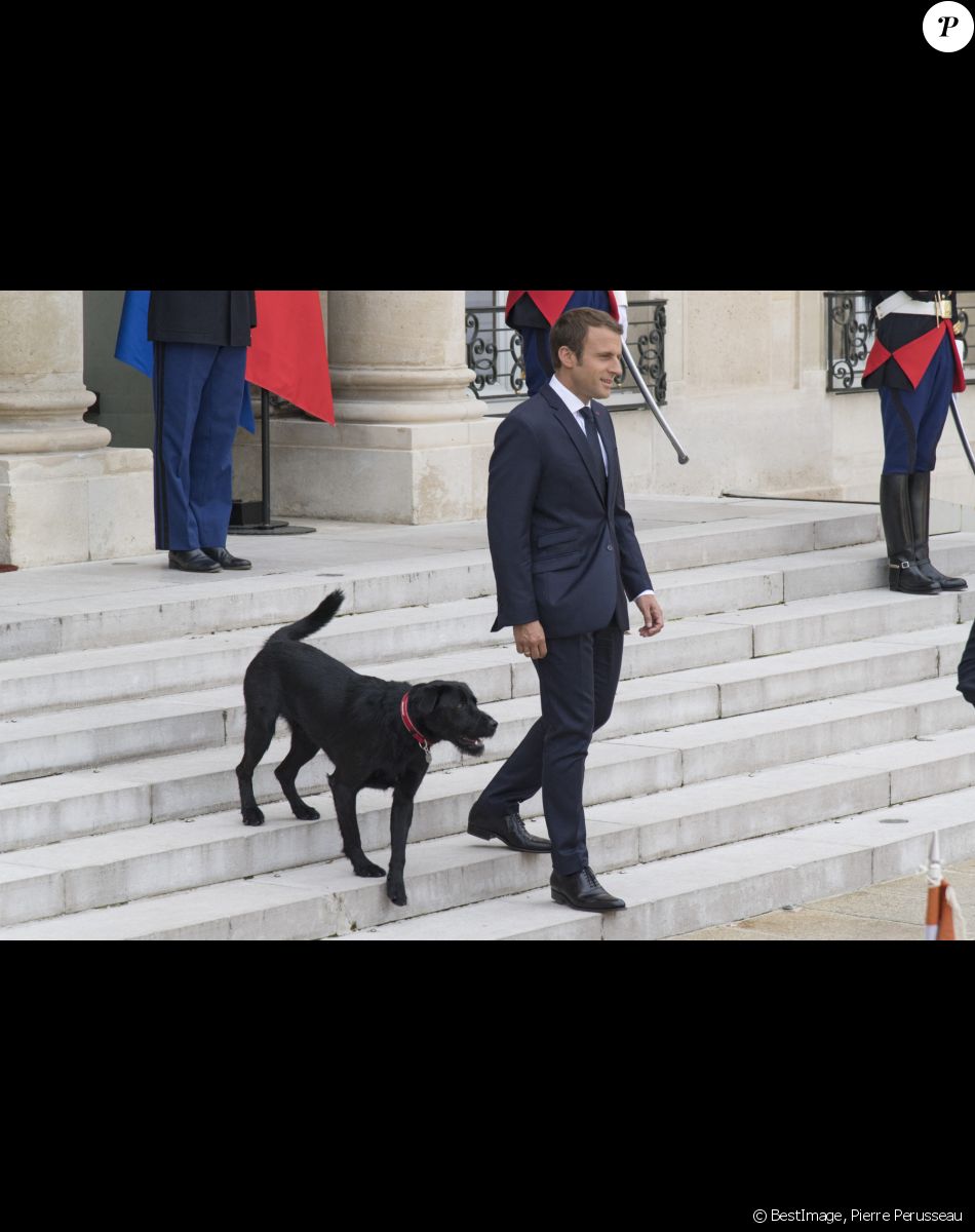 Emmanuel Et Brigitte Macron Leur Chien Nemo Star D une Nouvelle Emmanuel Et Brigitte Macron Leur Chien Nemo Star D une Nouvelle