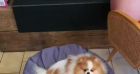 Marilou Berry confie avoir adopté un chien sur Instagram