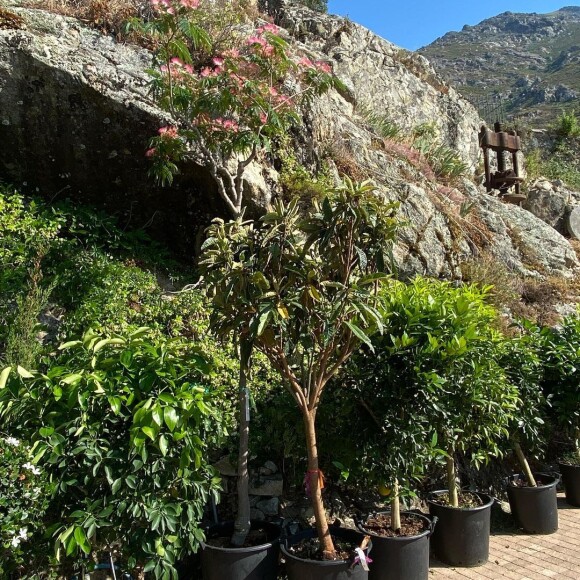 Christine Bravo a dévoilé en photos ses cadeaux reçus pour son mariage en Corse : des plantes, des arbres... Instagram, juin 2022.