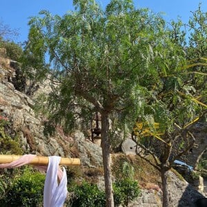 Christine Bravo a dévoilé en photos ses cadeaux reçus pour son mariage en Corse : des plantes, des arbres... Instagram, juin 2022.