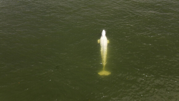 Image du béluga pris au piège dans la Seine et surveillé par l'association Sea Sheperd le 7 août 2022. Il a fini par être évacué mais dans un état très fragile.