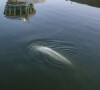 Image du béluga pris au piège dans la Seine et surveillé par l'association Sea Sheperd le 7 août 2022. Il a fini par être évacué mais dans un état très fragile.