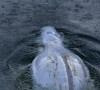 Image du béluga pris au piège dans la Seine et surveillé par l'association Sea Sheperd le 7 août 2022. Il a fini par être évacué mais dans un état très fragile.
