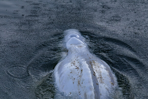 Image du béluga pris au piège dans la Seine et surveillé par l'association Sea Sheperd le 7 août 2022. Il a fini par être évacué mais dans un état très fragile.