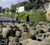 Sa demeure, perchée dans les hauteurs de Nice, offre un cadre idyllique...
Carqueiranne (83) : transhumance d'un troupeau d'ovins. Passage du troupeau sur la route - Photo by Gouhoury/ANDBZ/ABACAPRESS.COM 