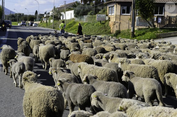 Sa demeure, perchée dans les hauteurs de Nice, offre un cadre idyllique...
Carqueiranne (83) : transhumance d'un troupeau d'ovins. Passage du troupeau sur la route - Photo by Gouhoury/ANDBZ/ABACAPRESS.COM 