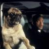 Ce soir sur W9 à 20h40, retrouvez le film à succès Men in Black, avec Will Smith et un chien sacrément bavard !