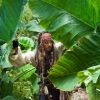 Johnny Depp dans Pirates des Caraibes : La Fontaine de jouvence, mai 2011.