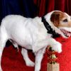 Le chien de The Artist lors des Golden Globe Awards à Beverly Hills le 15 janvier 2012