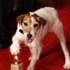 Le chien de The Artist lors des Golden Globe Awards à Beverly Hills le 15 janvier 2012