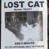 Kirsten Dunst et celui qu'on suppose être son petit-ami Garrett Hedlund ont accroché des affiches dans les rues de Los Angeles, pour retrouver le Tazzy, le chat de la comédienne