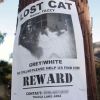 Kirsten Dunst et son supposé petit-ami Garrett Hedlund ont accroché des affiches dans les rues de Los Angeles, pour retrouver le chat de l'actrice