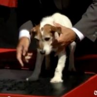 Uggie, l'attachant chien de The Artist, laisse sa patte à Hollywood Boulevard