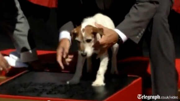 Uggie, l'attachant chien de The Artist, laisse sa patte à Hollywood Boulevard