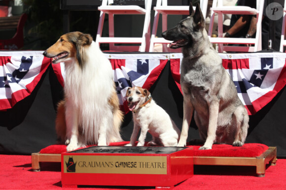 Uggie, célèbre chien de The Artist, a laissé ses empreintes sur Hollywood Boulevard
