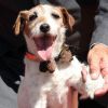 Uggie, célèbre chien de The Artist, a laissé ses empreintes sur Hollywood Boulevard