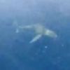Un requin dans Les Anges de la télé-réalité 4 le jeudi 28 septembre 2012 sur NRJ 12