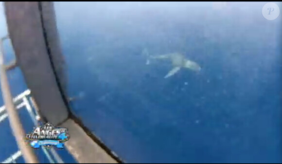 Un requin dans Les Anges de la télé-réalité 4 le jeudi 28 septembre 2012 sur NRJ 12