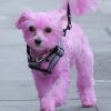 L'objet du scandale : un chien teint en rose pour une campagne de lutte contre le cancer du sein.