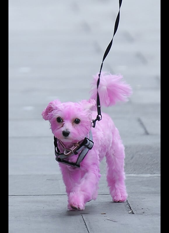 L'objet du scandale : un chien teint en rose pour une campagne de lutte contre le cancer du sein.