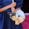Quvenzhané Wallis et son mini-sac canin à la 85e cérémonie des Oscars, le 24 février 2013.