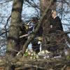 Le roi Carl XVI Gustav lors des funérailles de la princesse Lilian de Suède, le 16 mars 2013 à Stockholm au cimetière du parc Haga