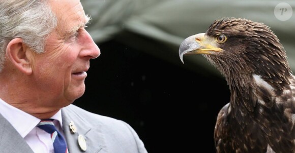 Le prince Charles en tête à tête avec l'aigle Zephyr lors du 132e Sandringham Flower Show, le 31 juillet 2013.