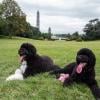 Bo (à gauche) et Sunny (à droite), les chiens de la famille Obama.