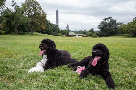 Bo (à gauche) et Sunny (à droite), les chiens de la famille Obama.