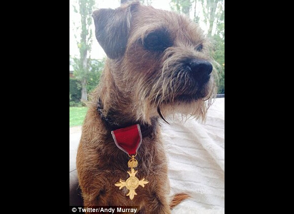 Andy Murray a posté sur Twitter une photo de son chien avec ses insignes d'officier dans l'ordre de l'empire britannique, reçus le 17 octobre 2013 à Buckingham Palace des mains du prince William.