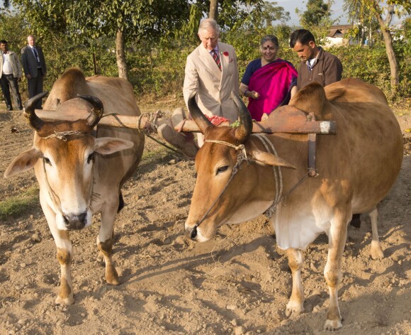 Le prince Charles joue les agriculteurs à la ferme biologique Navdanya à Dehradun, le 7 novembre 2013