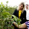 La reine Maxima des Pays-Bas visite la plantation d'agrumes de Maria Lucinda Sanabria Daza dans la ville Lebrija en Colombie le 3 mars 2014.