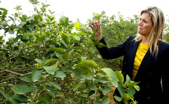 La reine Maxima des Pays-Bas visite la plantation d'agrumes de Maria Lucinda Sanabria Daza dans la ville Lebrija en Colombie le 3 mars 2014.