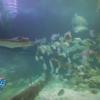 Plongée avec les requins dans Les Anges de la télé-réalité 6 le mardi 25 mars 2014 sur NRJ 12