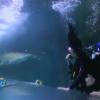 Eddy et Shanna et les requins dans Les Anges de la télé-réalité 6 le mardi 25 mars 2014 sur NRJ 12