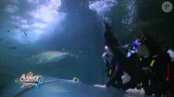 Eddy et Shanna et les requins dans Les Anges de la télé-réalité 6 le mardi 25 mars 2014 sur NRJ 12