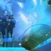 Plongée avec les requins dans Les Anges de la télé-réalité 6 le mardi 25 mars 2014 sur NRJ 12