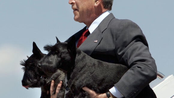 George W. Bush en deuil : Mort de Miss Beazley, la chienne de l'ancien président