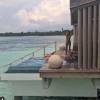 Bar Refaeli se réveille dans un cadre de rêve aux Maldives / photo postée sur le compte Instagram de Bar Refaeli au mois d'août 2015