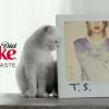 Olivia, la chatte de Taylor Swift, star de sa publicité pour Coca-Cola light, octobre 2014
