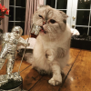 Le chat de Taylor Swift en train de machouiller le trophée que la chanteuse a offert à Mariska Hargitay pour sa performance dans son clip Bad Blood / photo postée sur Instagram.